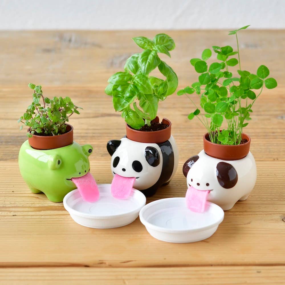 Frog Peropon • Mint Plant Cultivation Kit